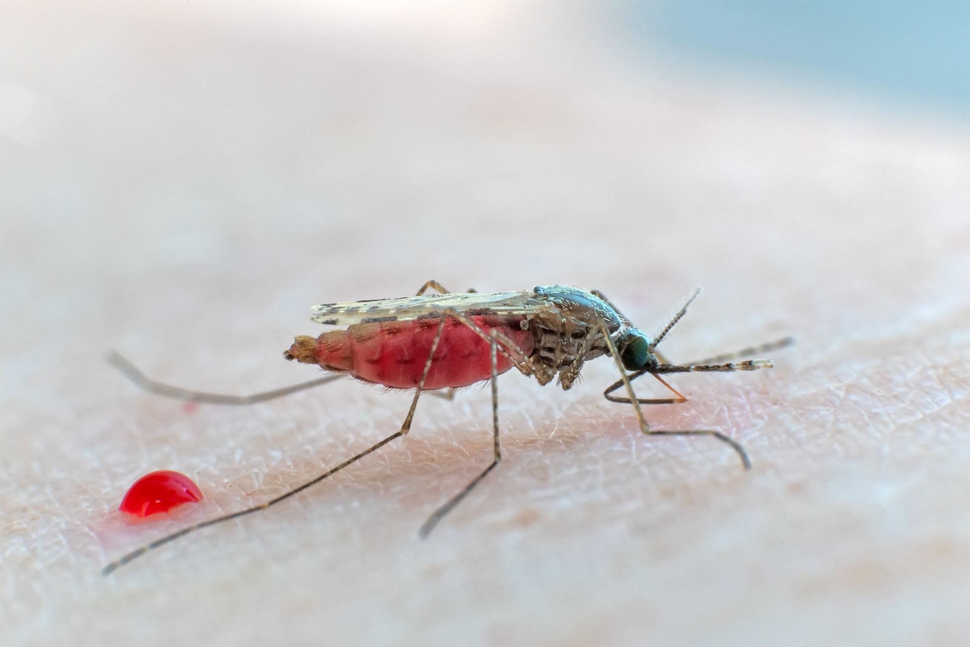 Mosquito Blood Meal Analysis
