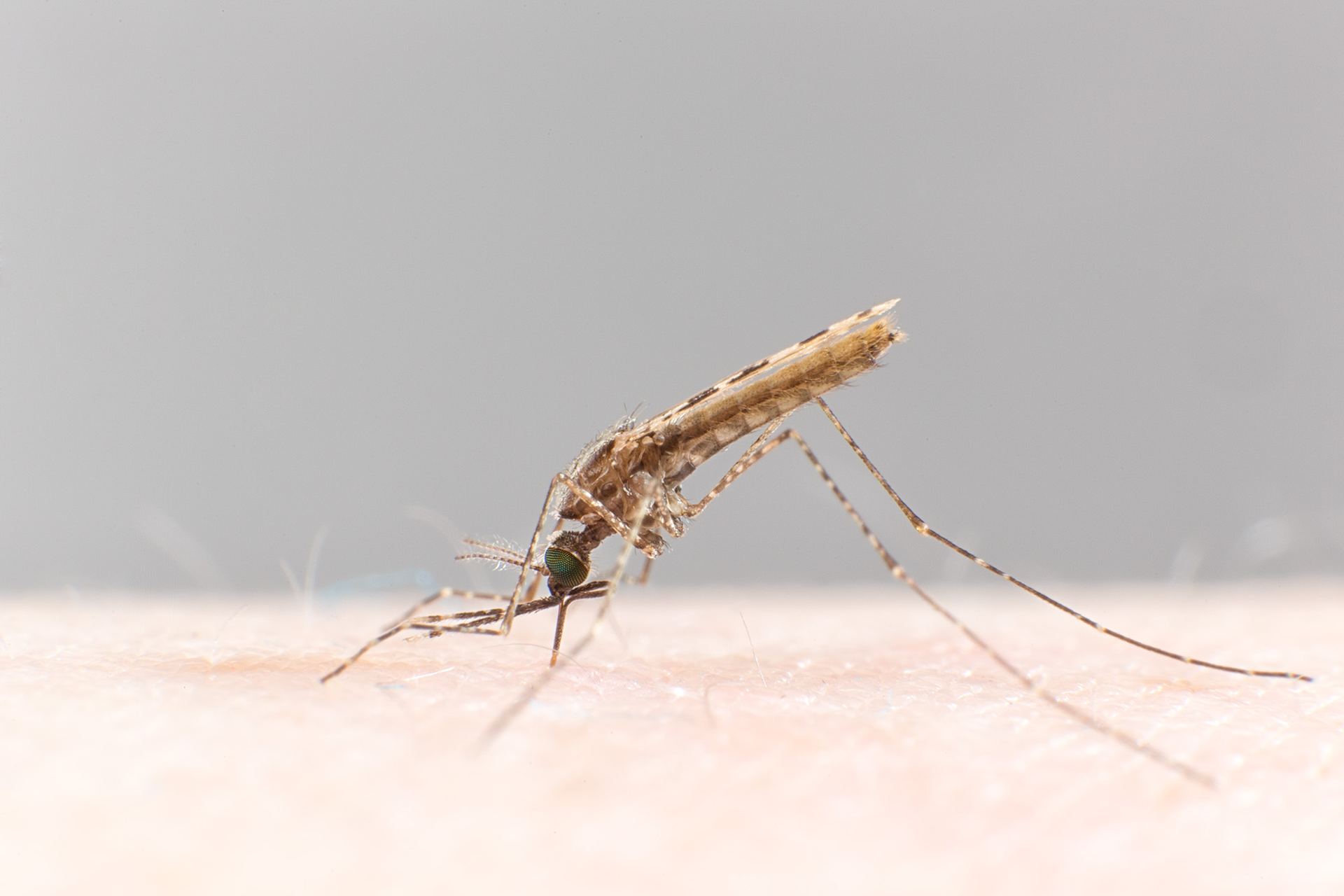 Anopheles Mosquito Surveillance
