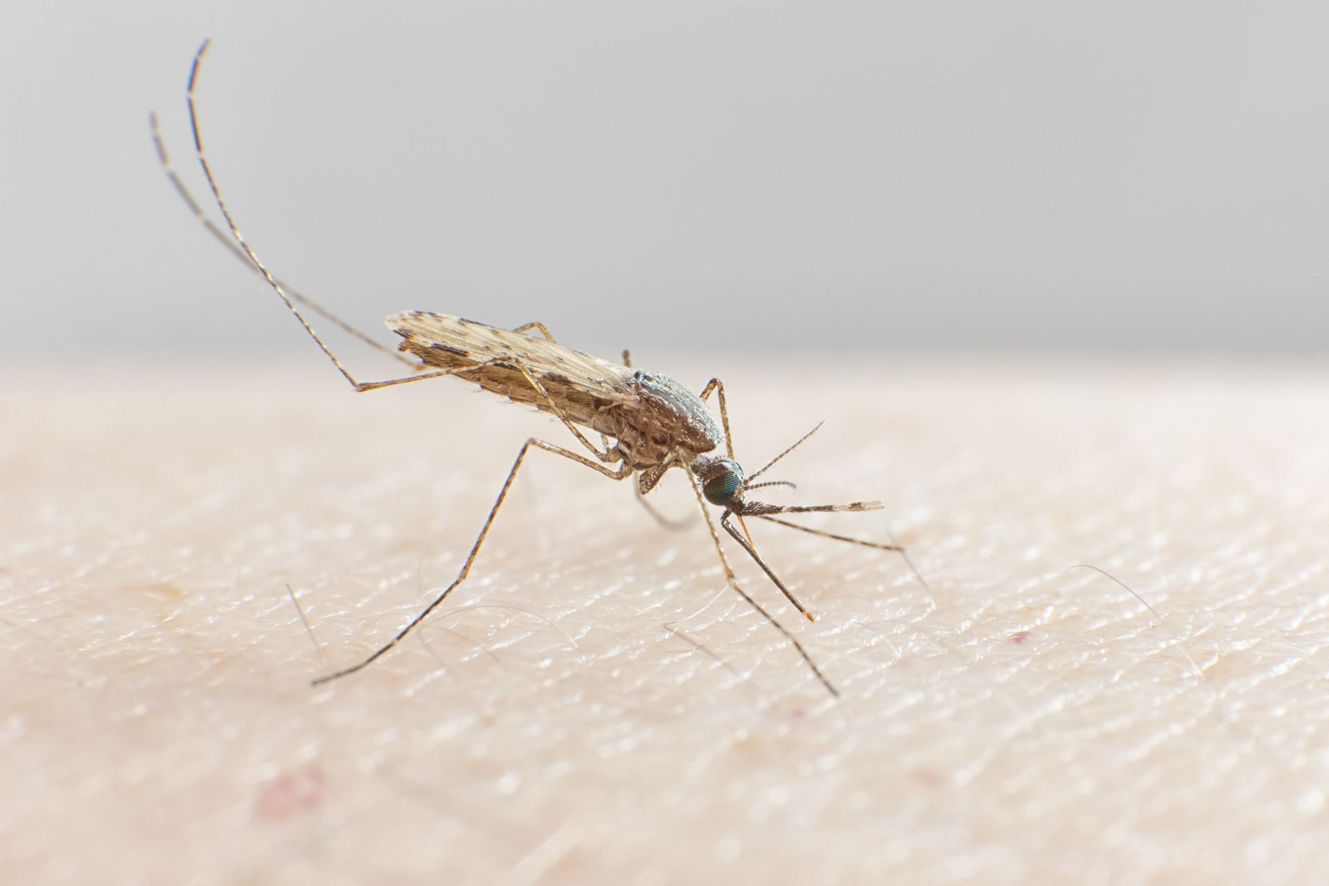 Mosquito Vectors & Disease Dynamics
