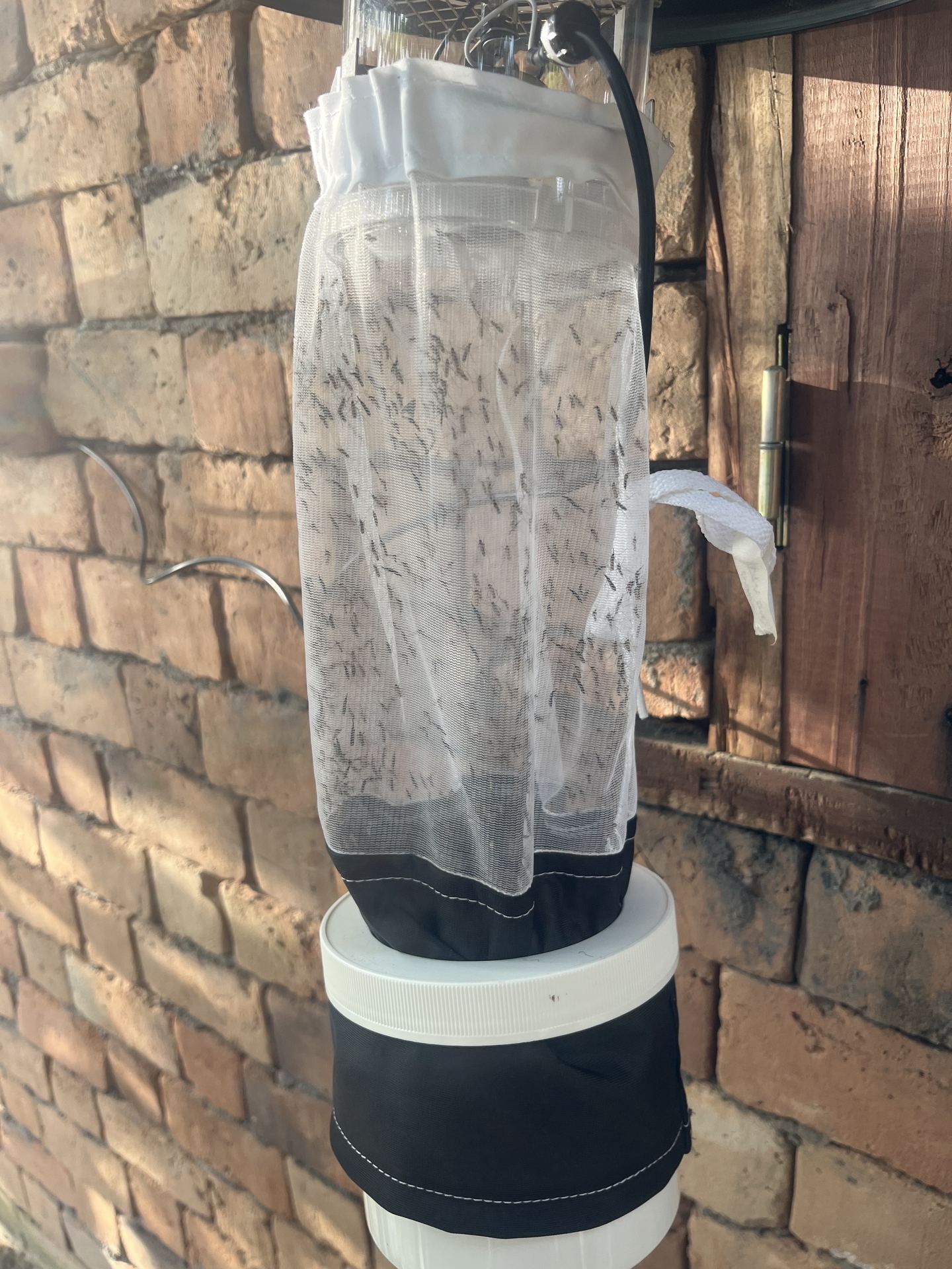 Field Mosquito Collection