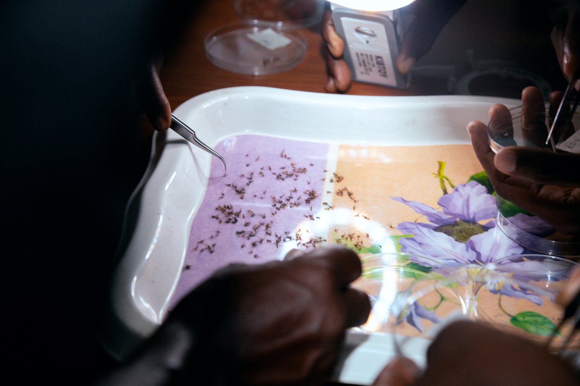 Entomological Laboratory Work