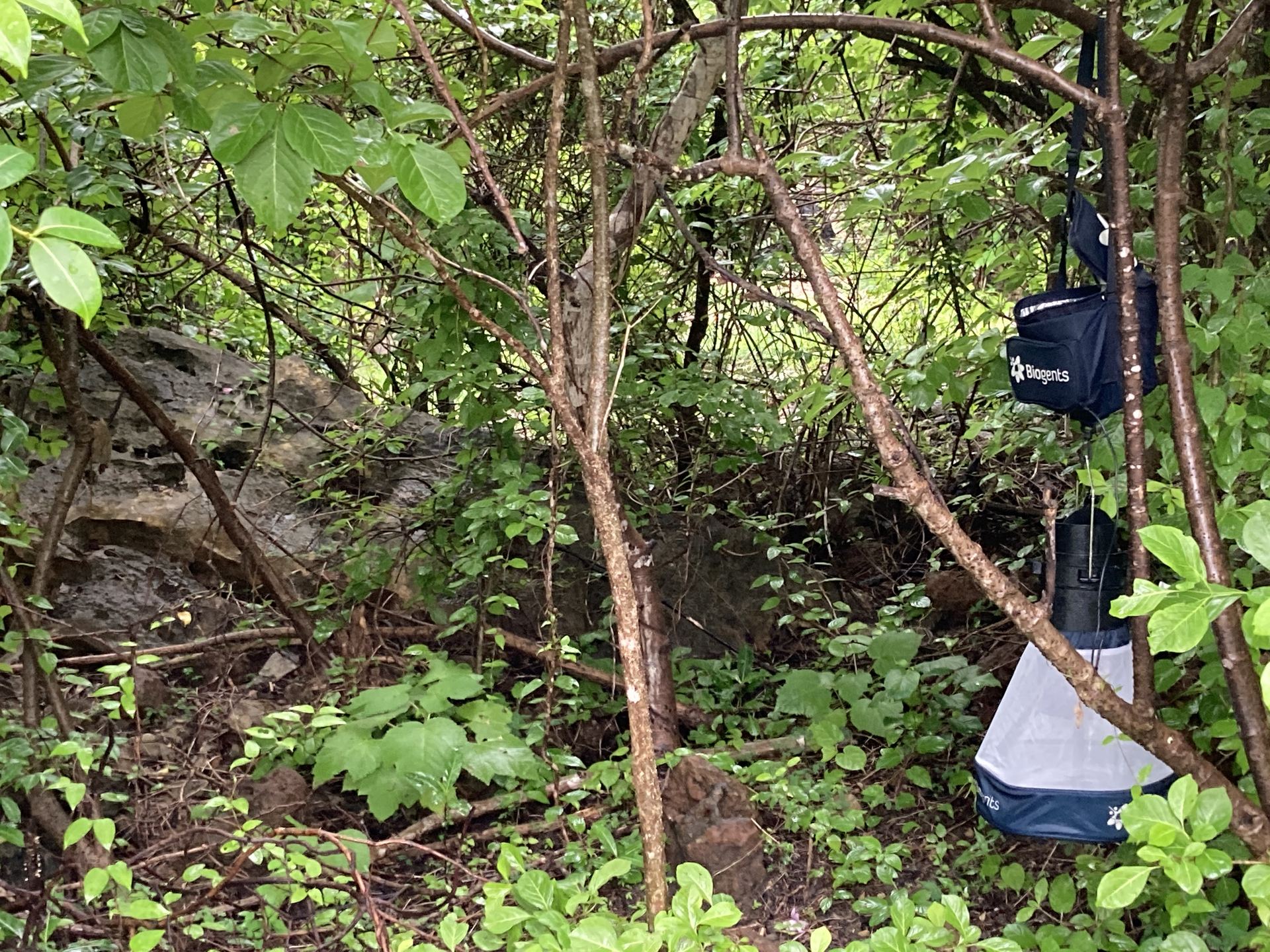 Mosquito Population Surveillance